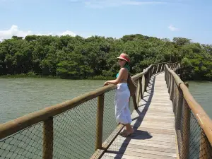 Estacao Ambiental Mangue Pequeno e Passarela no Mangue