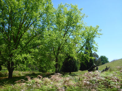 Golden Valley Tree Park