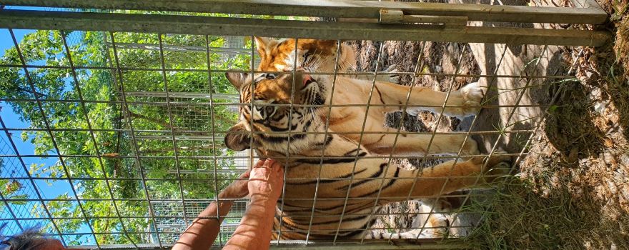 Tiger Experience