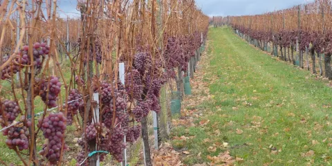 La Cave Du Vieil Armand