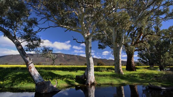 Mt Remarkable Summit Trail