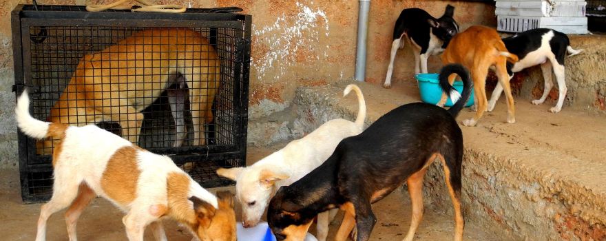 Animal Shelter Agonda