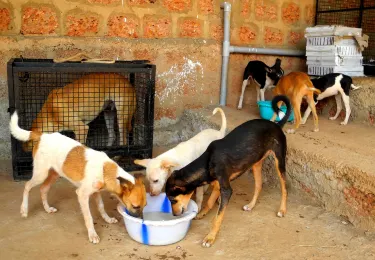 Animal Shelter Agonda