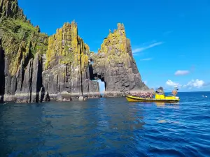 Dingle Sea Safari