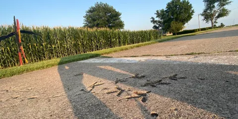 Turkey Tracks in Pavement