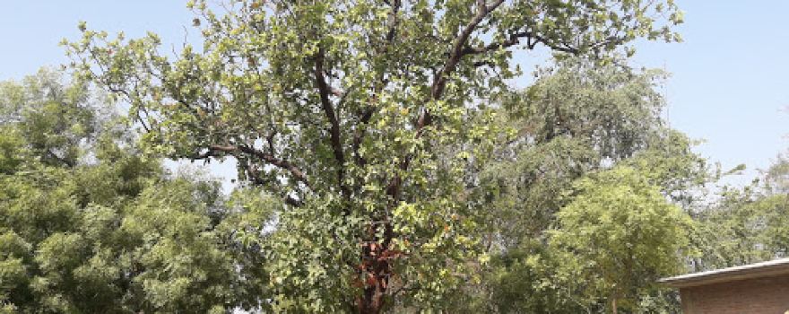 Sachin Garden