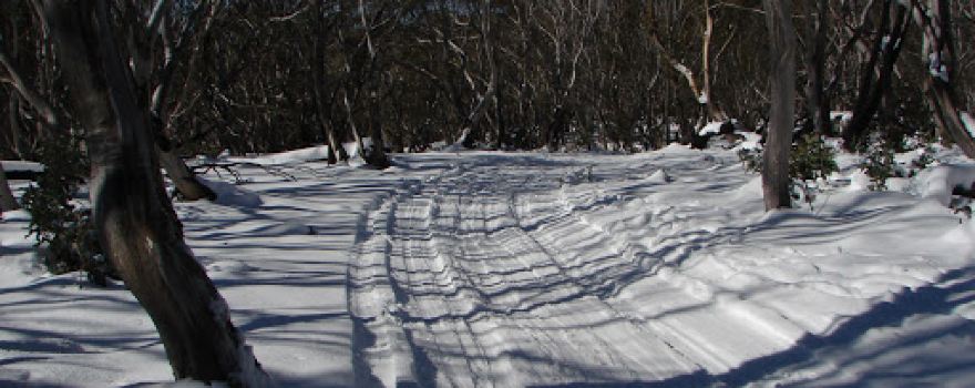 Howling Husky Sled Dog Tours - Dinner Plain