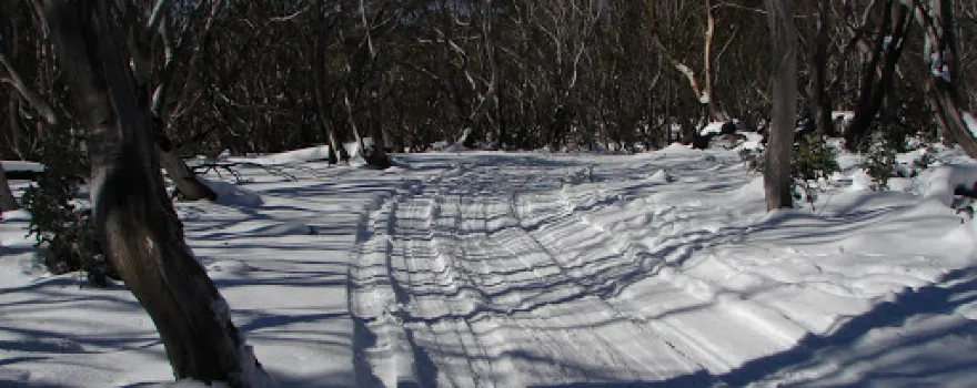 Howling Husky Sled Dog Tours - Dinner Plain