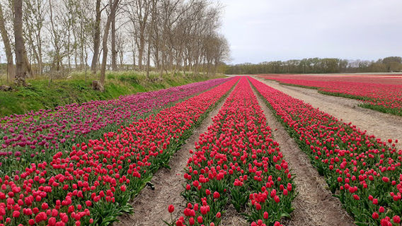 Lisse