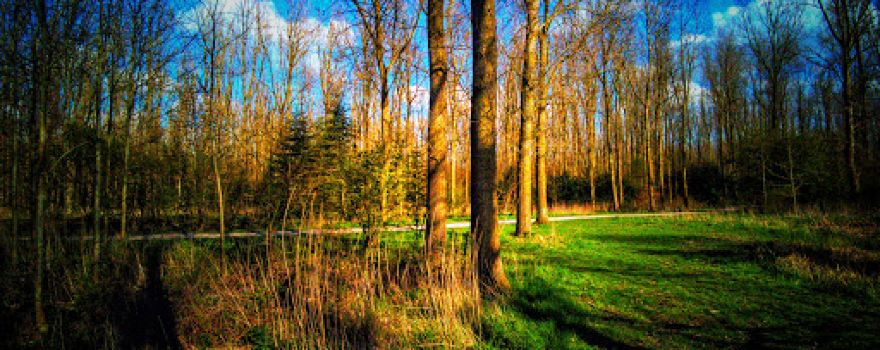 Bois des Forts