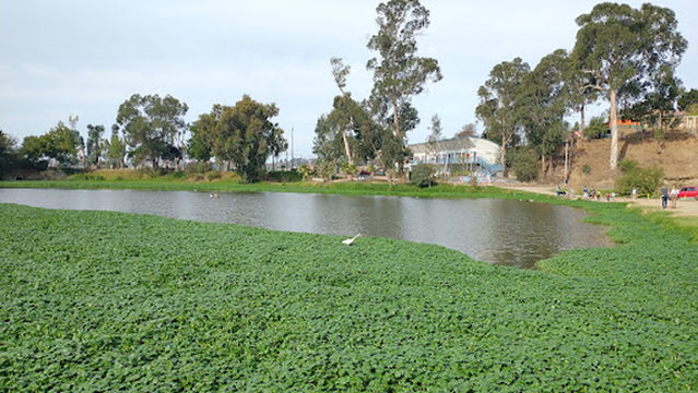 Laguna Tranque Forestal