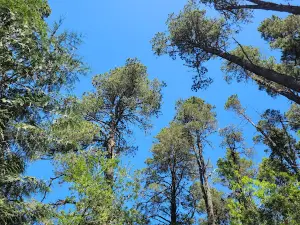 Tugman State Park Campground
