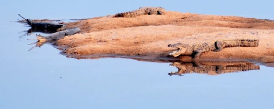 Son crocodile sanctuary