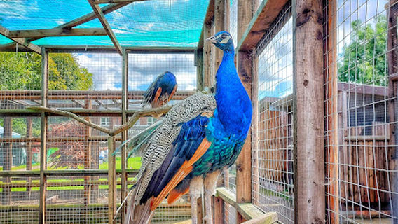 Pets Corner Farm Park