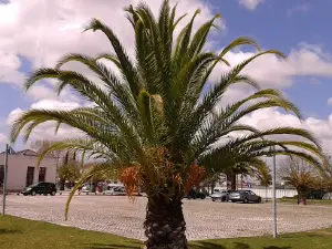 Parque Urbano de São Mateus