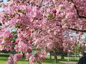 Northern Pacific Park