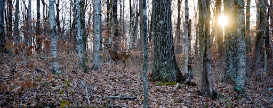 Palisades Bowhunting