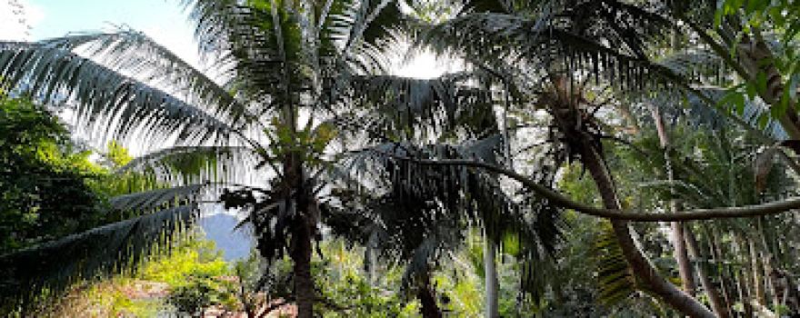 THE GIANT TORTOISES OF THE SEYCHELLES