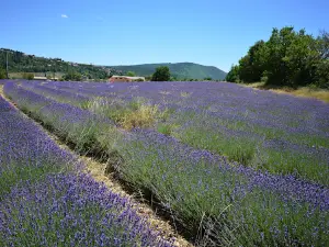 La Ferme aux Lavandes