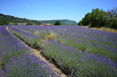 La Ferme aux Lavandes