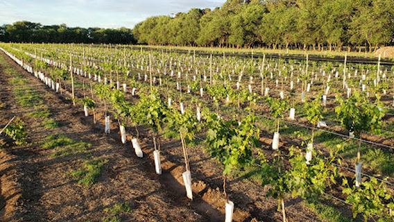 Viñedo y Bodega El Rastro