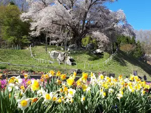 Koshidai no sakura