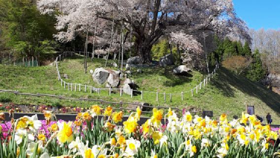 Koshidai no sakura