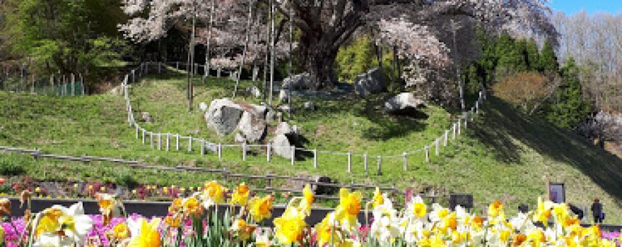 Koshidai no sakura