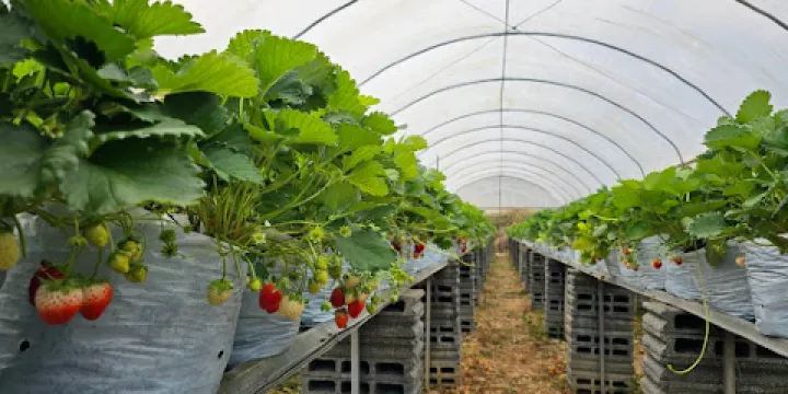 Strawberry Picking in Khaoyai
