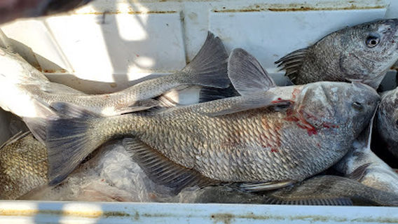 Wood's Guide Service