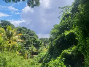 Jungle Top Adventures Zipline