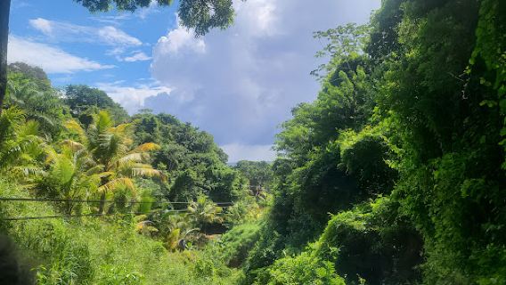 Jungle Top Adventures Zipline
