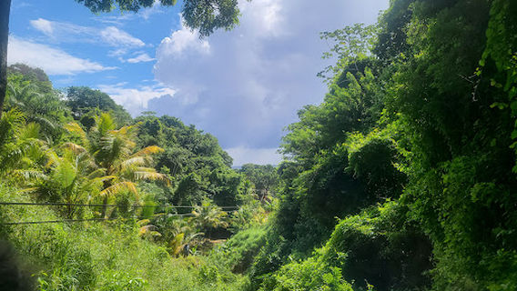Jungle Top Adventures Zipline