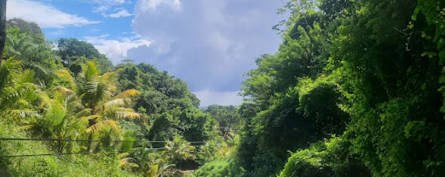 Jungle Top Adventures Zipline