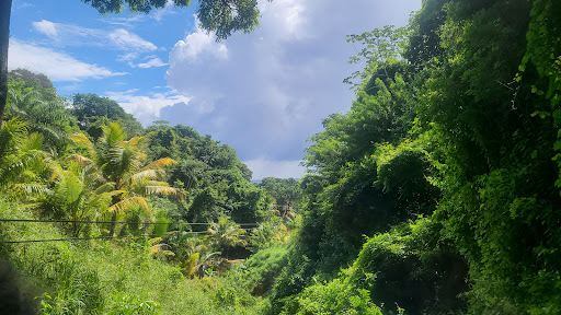 Jungle Top Adventures Zipline