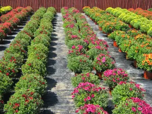Jeff's Green Houses & Gift Shop