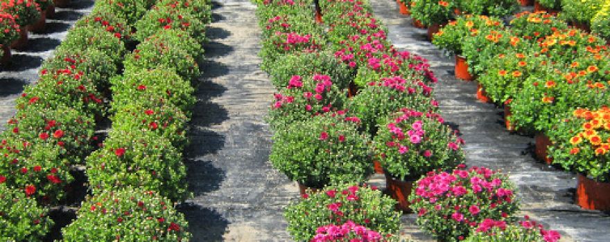 Jeff's Green Houses & Gift Shop