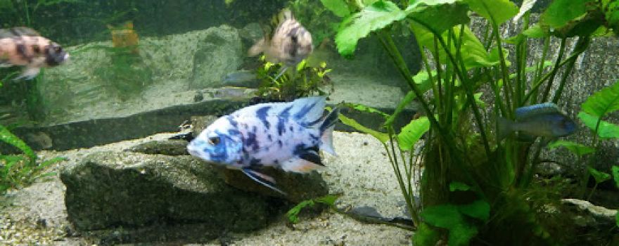 zájmový chov afrických cichlid