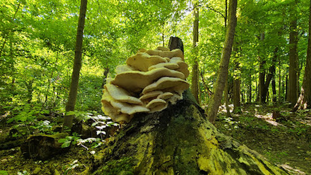 Rum Village Dog Park