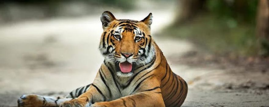 Jim Corbett Safari