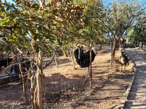 Family Safari - Monze