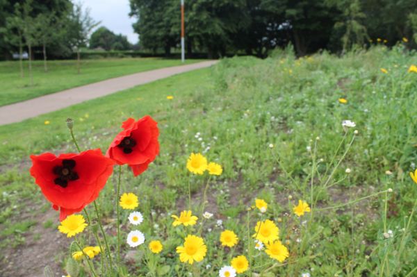 Victoria Park - Belfast