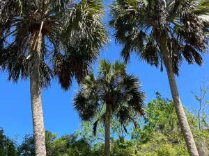Kanapaha Botanical Gardens