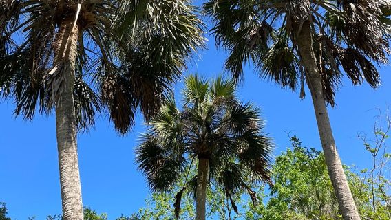 Kanapaha Botanical Gardens