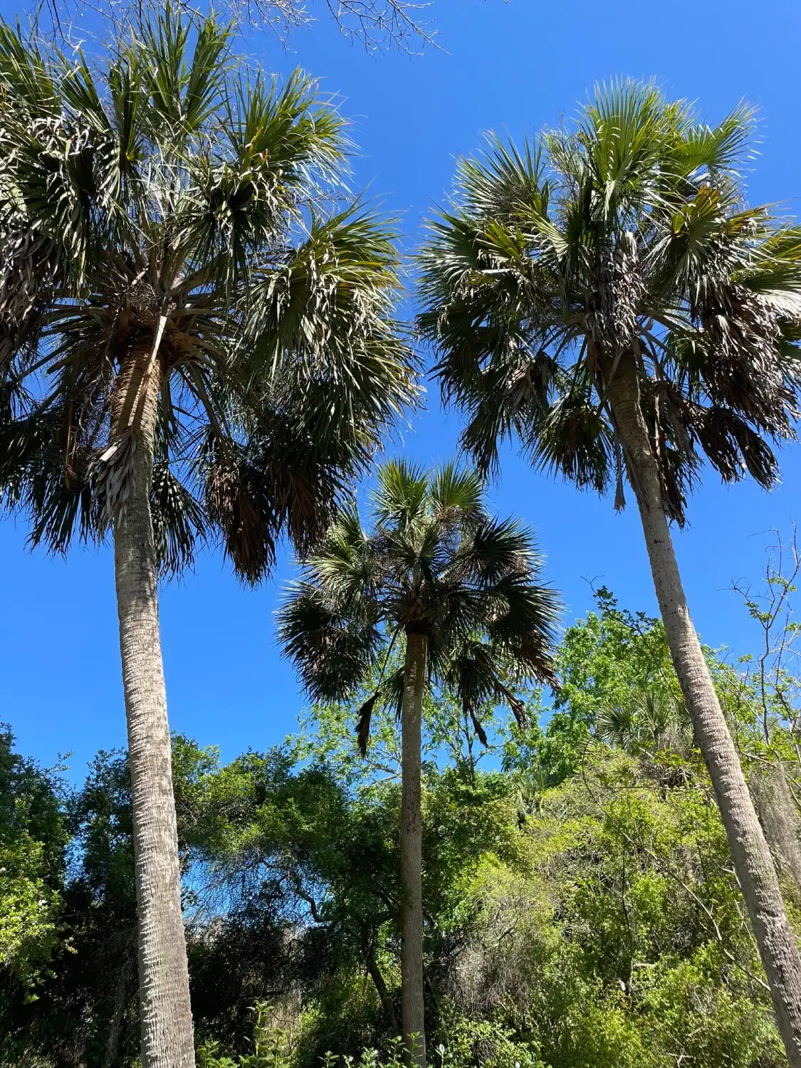 Hotels near Kanapaha Botanical Gardens