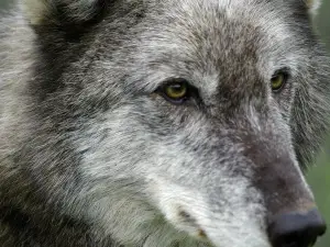 UK Wolf Conservation Trust
