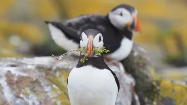 Farne Islands