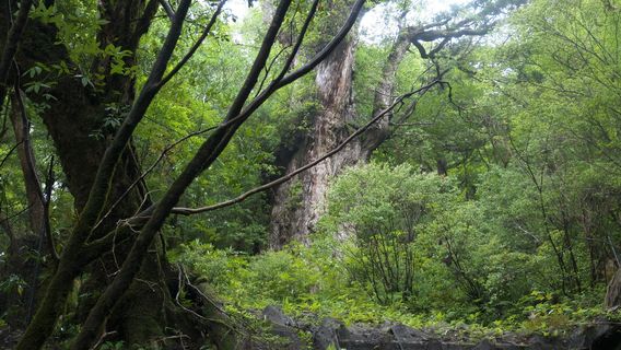 Yakushima