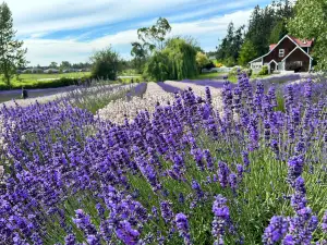 Purple Haze Lavender Farm