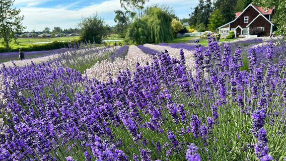 Purple Haze Lavender Farm